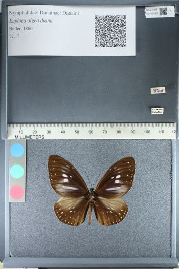 Media type: image;   Entomology 161233